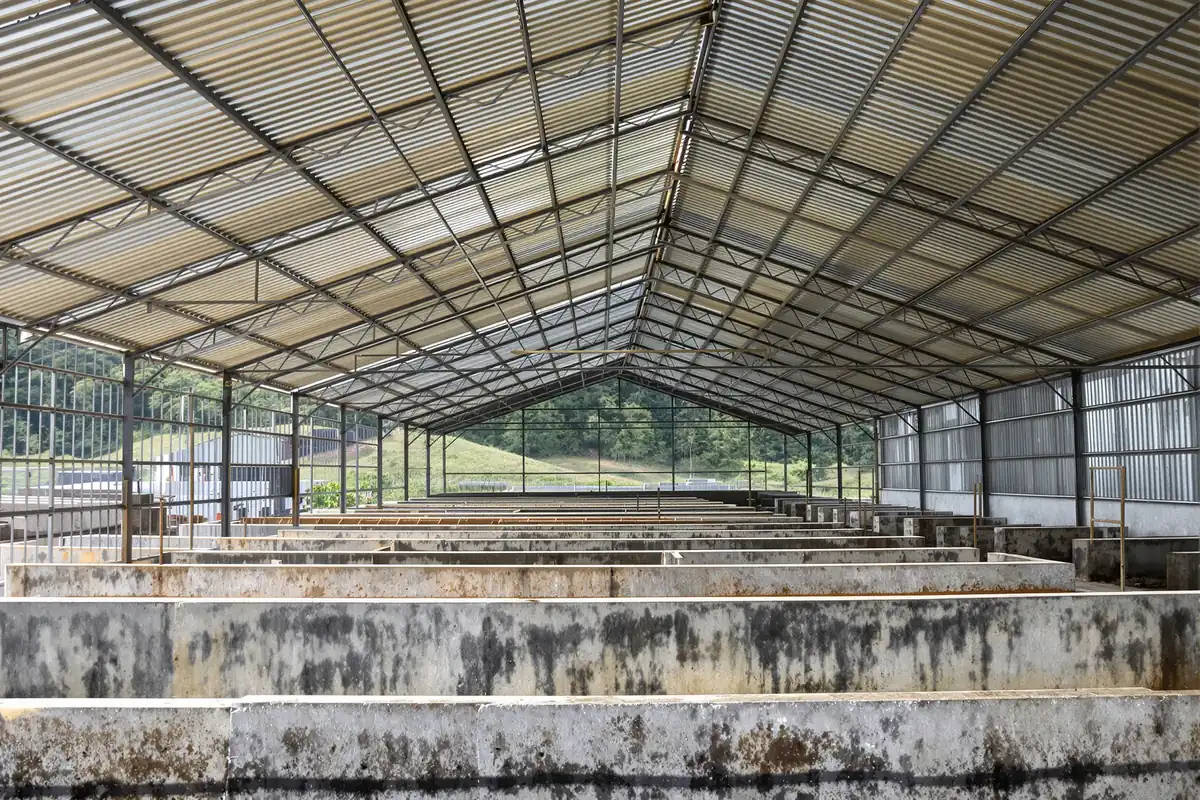 Open-sided piggery shed with a steel frame and roof trusses