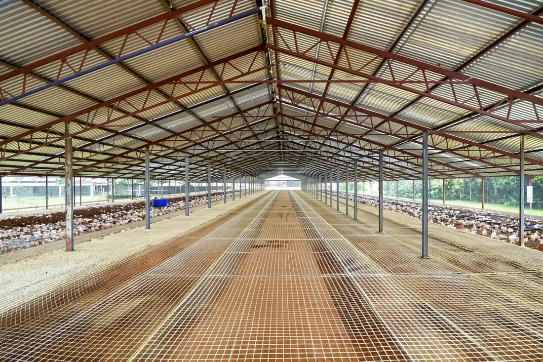 Long poultry house with a light steel frame, steel trusses and a metal roof